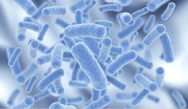 乳酸菌可“激活”人体免疫系统？